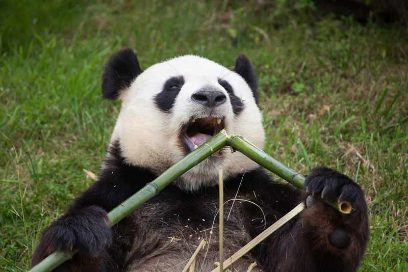Panda zerbeißt Bambus ganz leicht