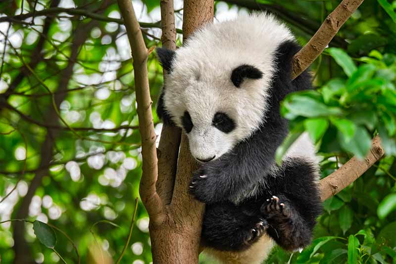 Panda im Baum