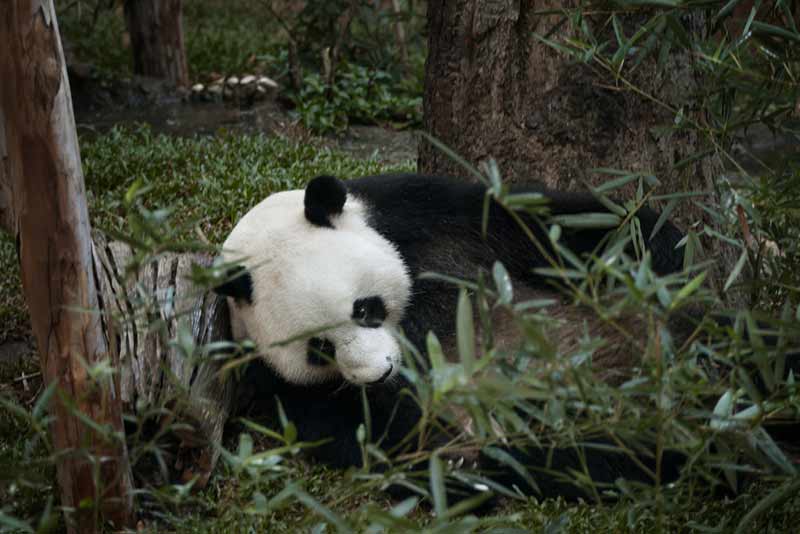 Pandas: Lebenswelt in Gefahr